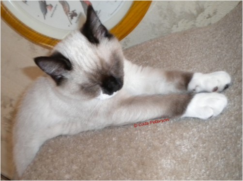 Stretch or Sleep